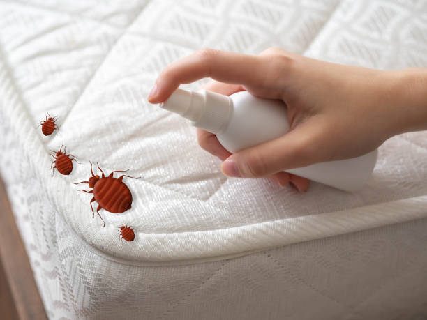 Best Affordable Pest Control Services  in Shattuck, OK