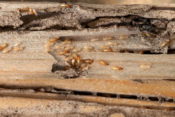 Best Local Pest Control Services  in Shattuck, OK