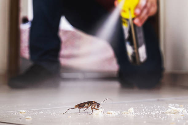 Best Pest Control for Homes  in Shattuck, OK